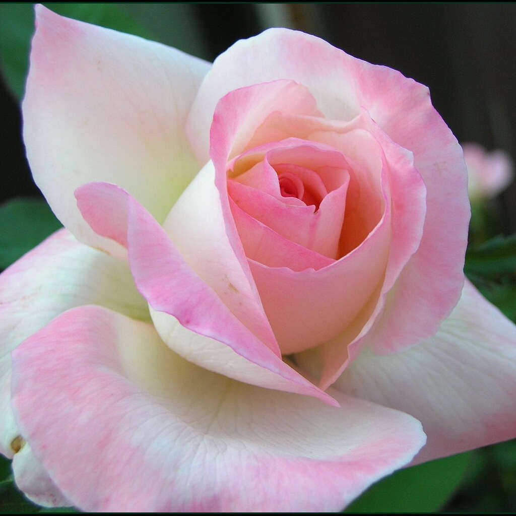 Photo of a rose