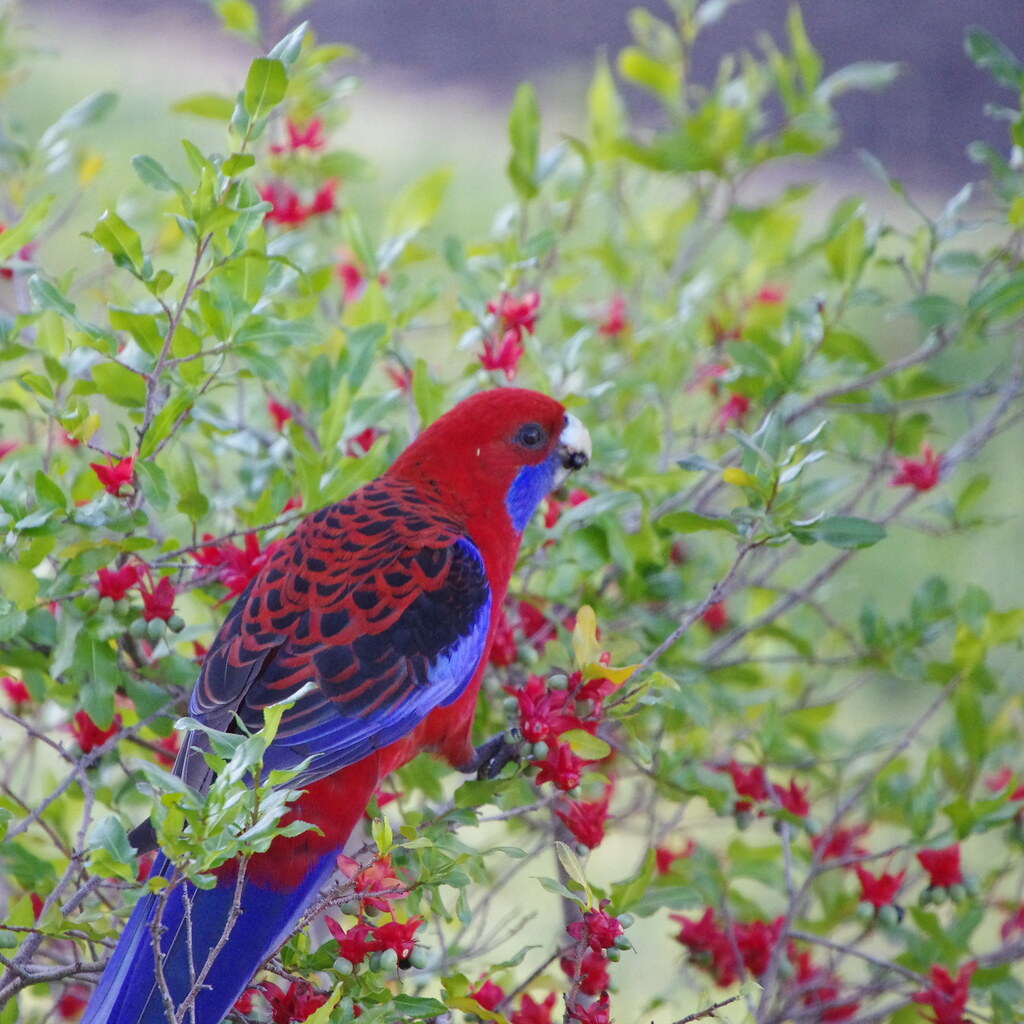 Photo of a rosella