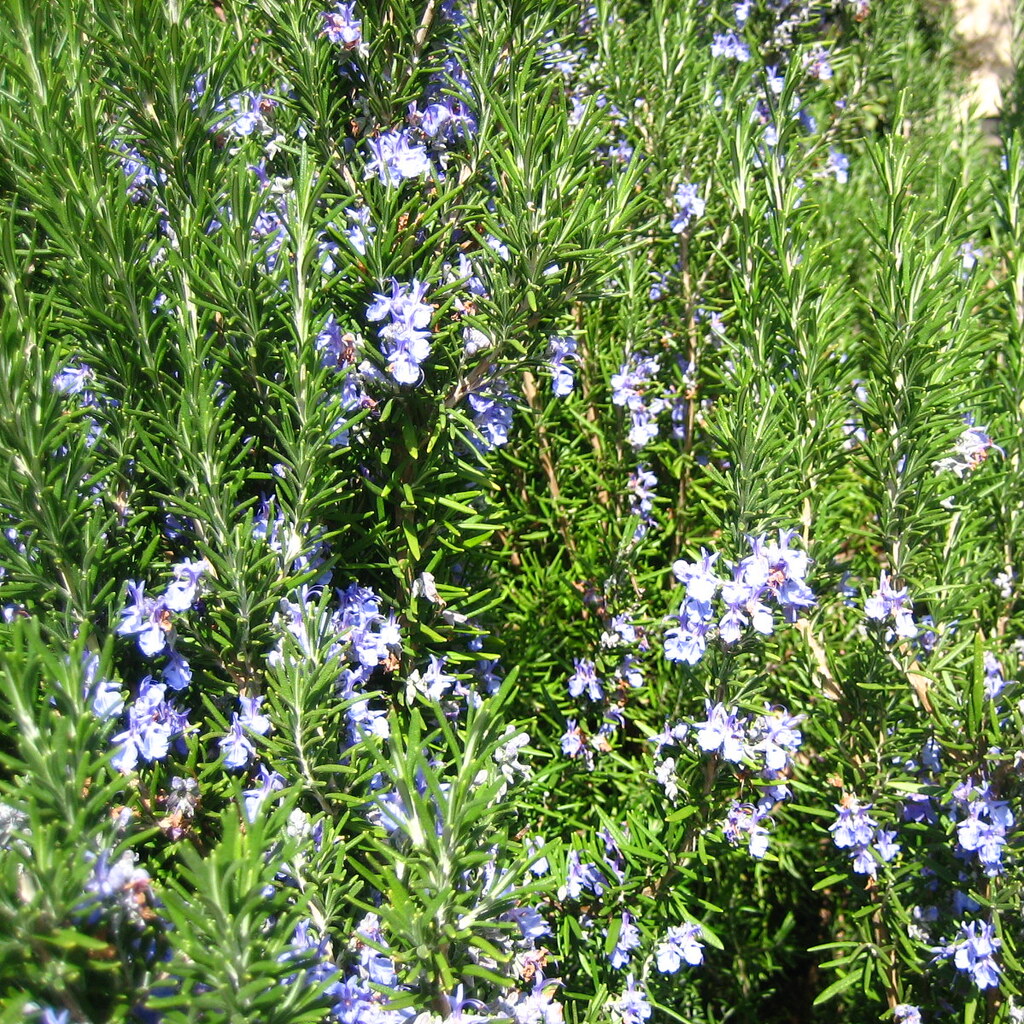 Photo of a rosemary plant