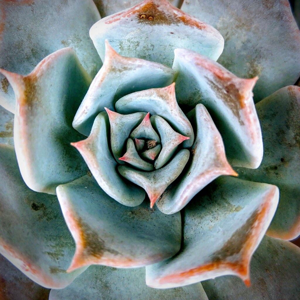 A photo of rosette