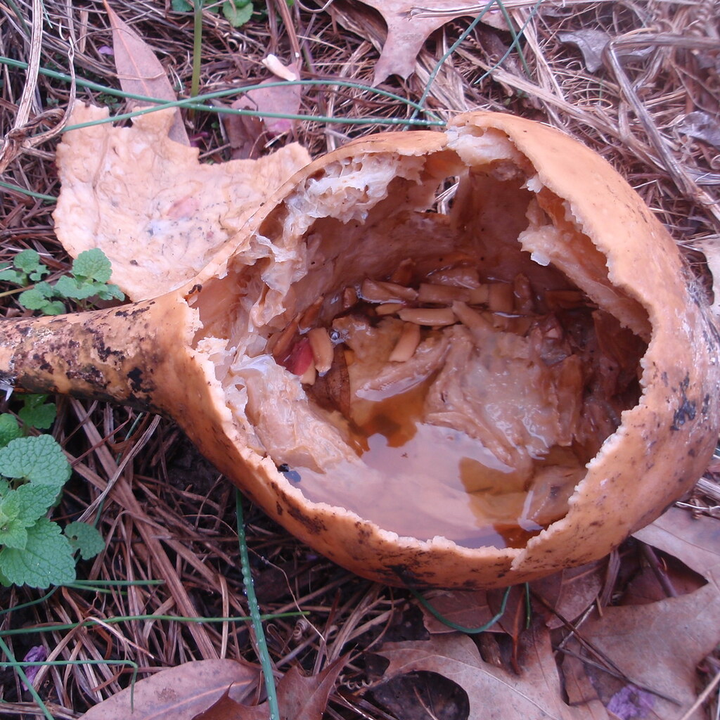 Photo of a rotting gourd