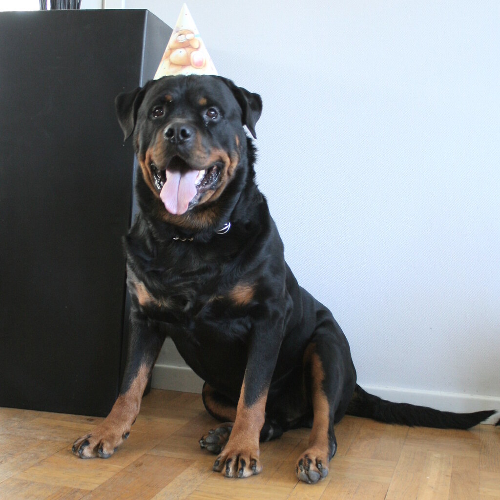 Photo of a rottweiler