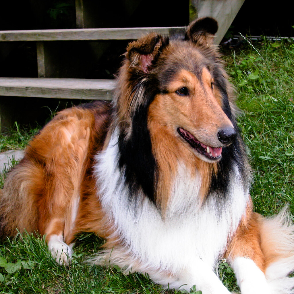Photo of a rough collie