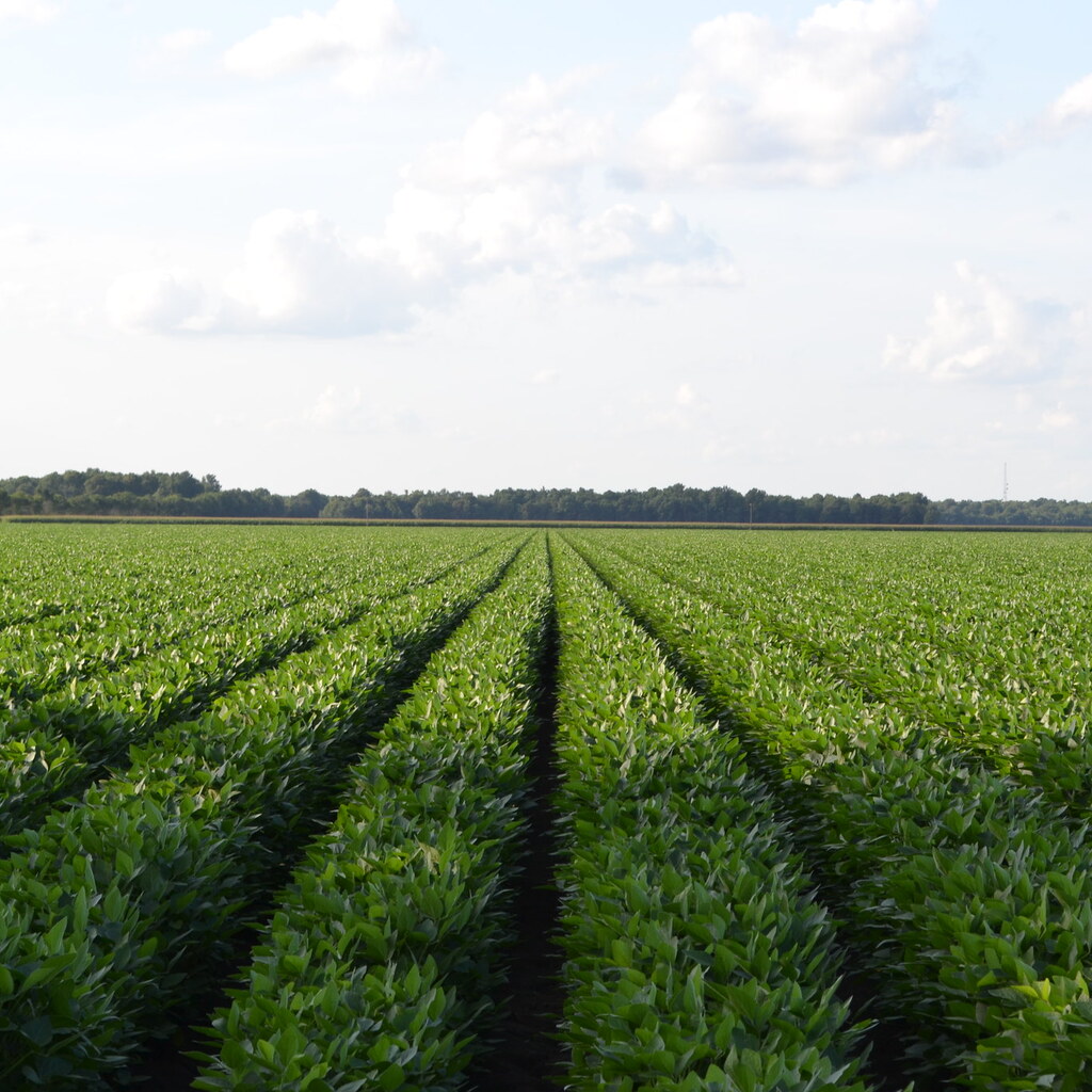 Photo of rows of plants.