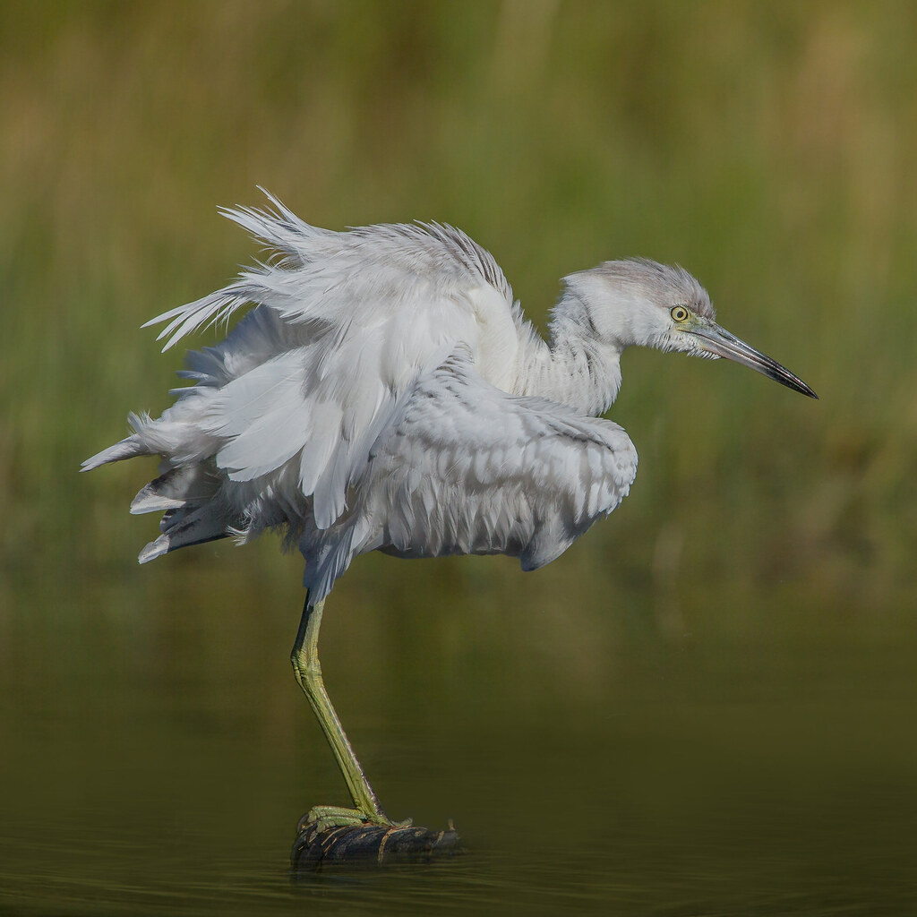 Photo of a bird with ruffled feathers