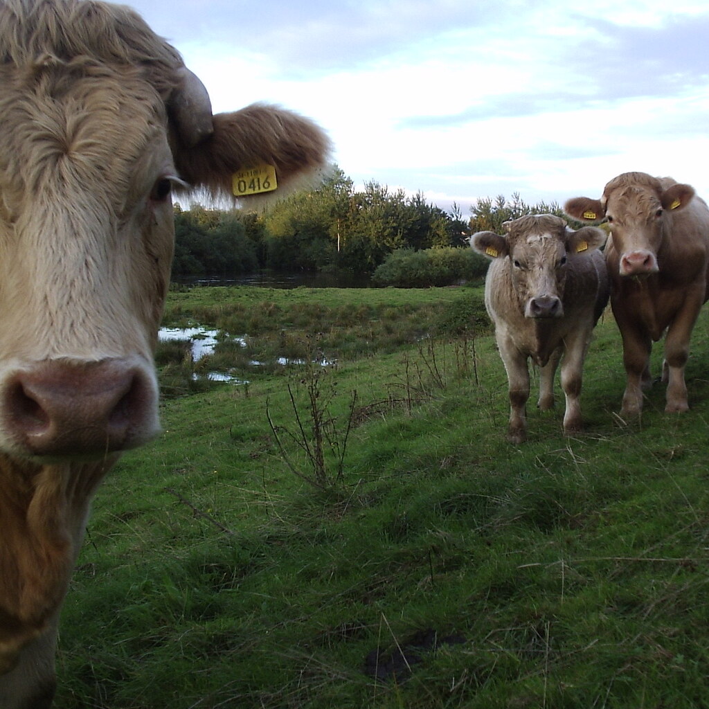 Photo of some cows