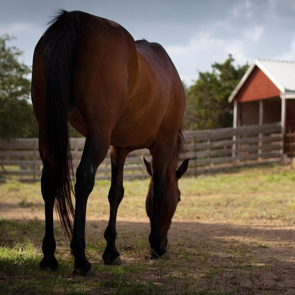 Photo of a horse's rump