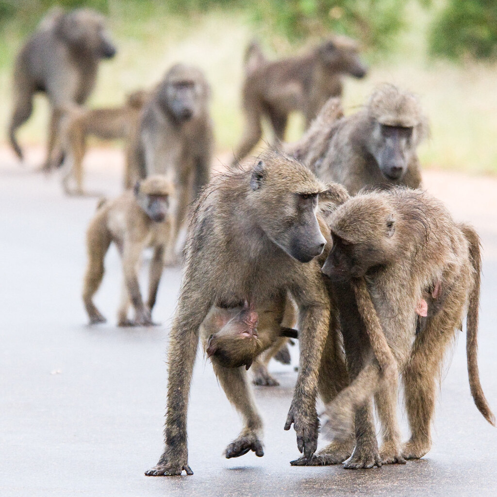 Photo of a group of baboons