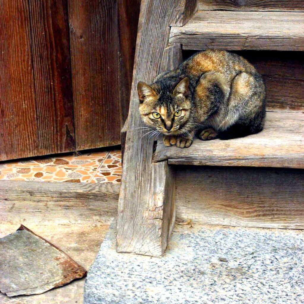 Photo of a cat on the rung of a ladder.