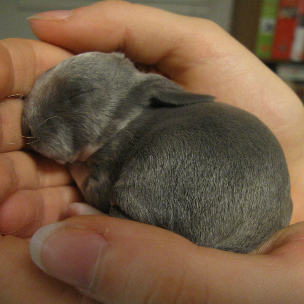 Photo of a runt rabbit