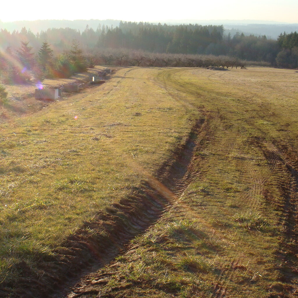 Photo of a rut