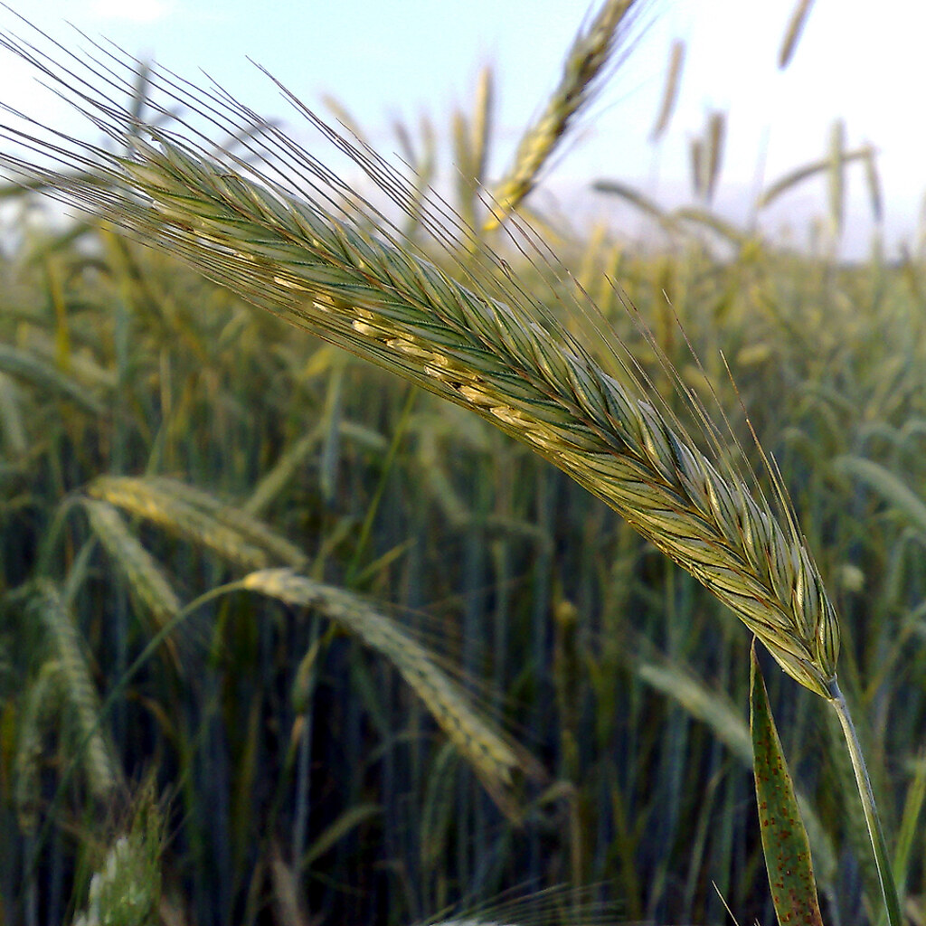 Photo of a rye crop