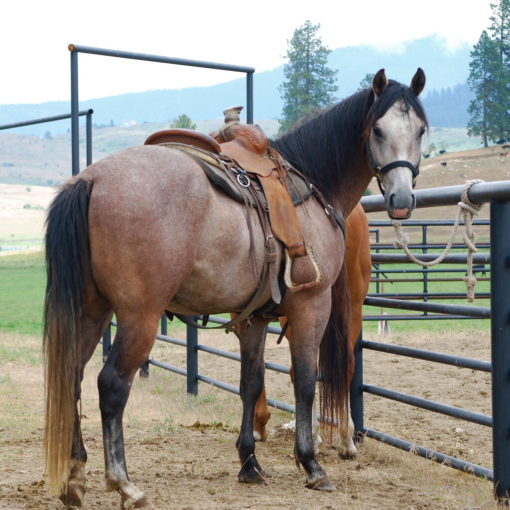 Photo of a saddle on a horse