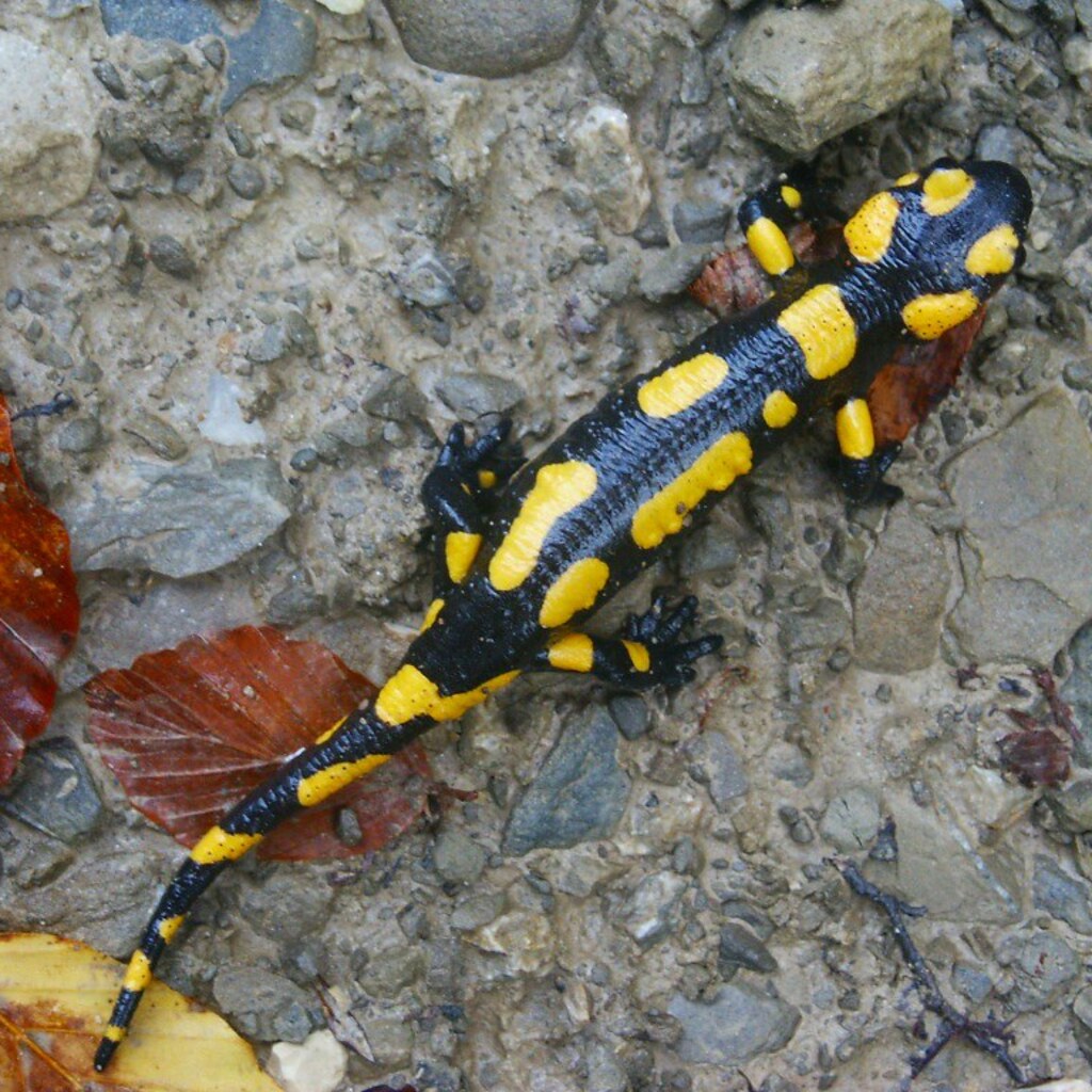 Photo of a salamander