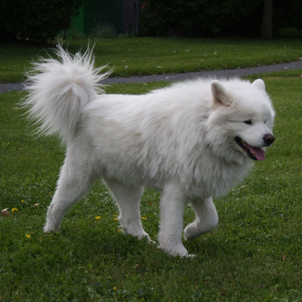 Photo of a samoyed dog
