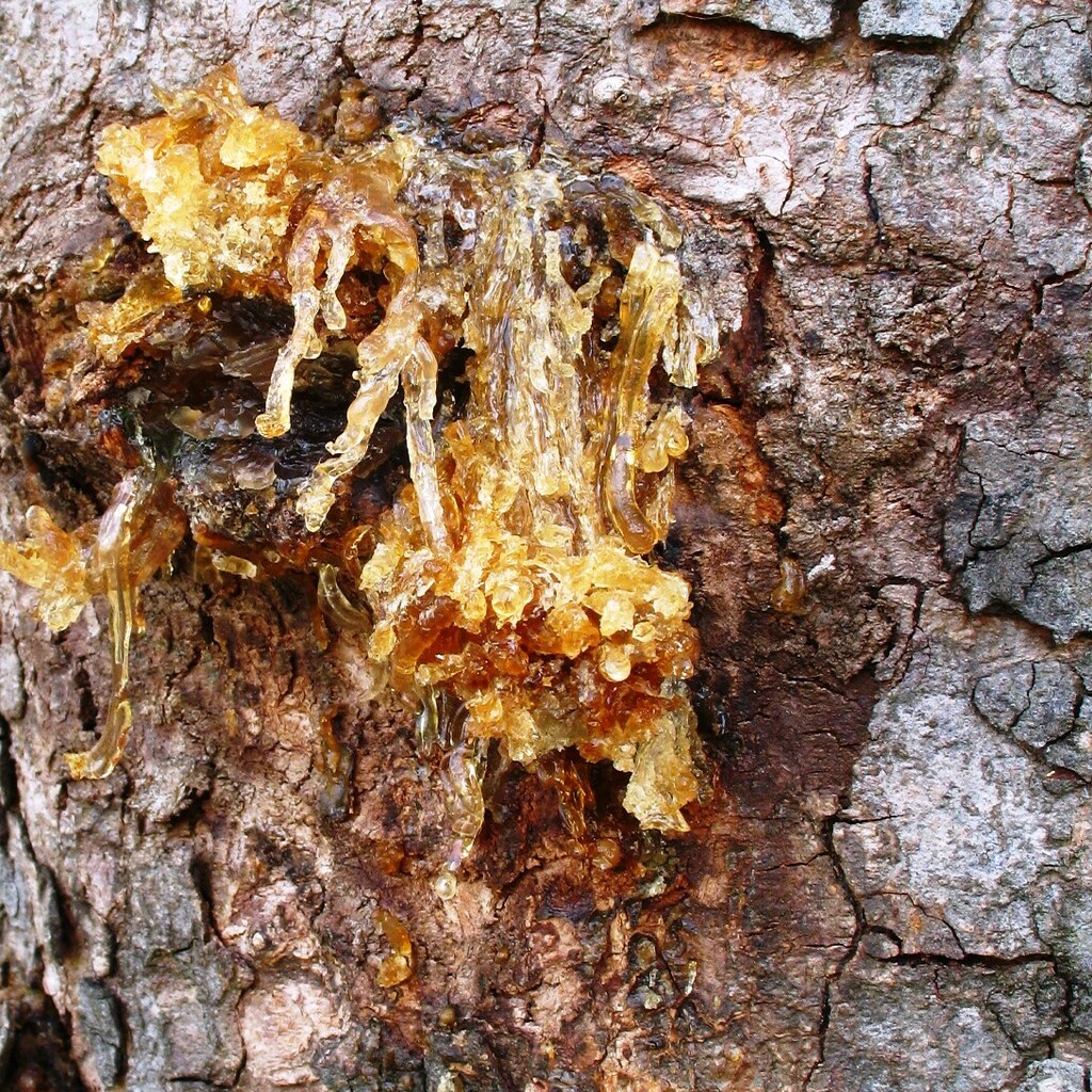 Photo of tree sap