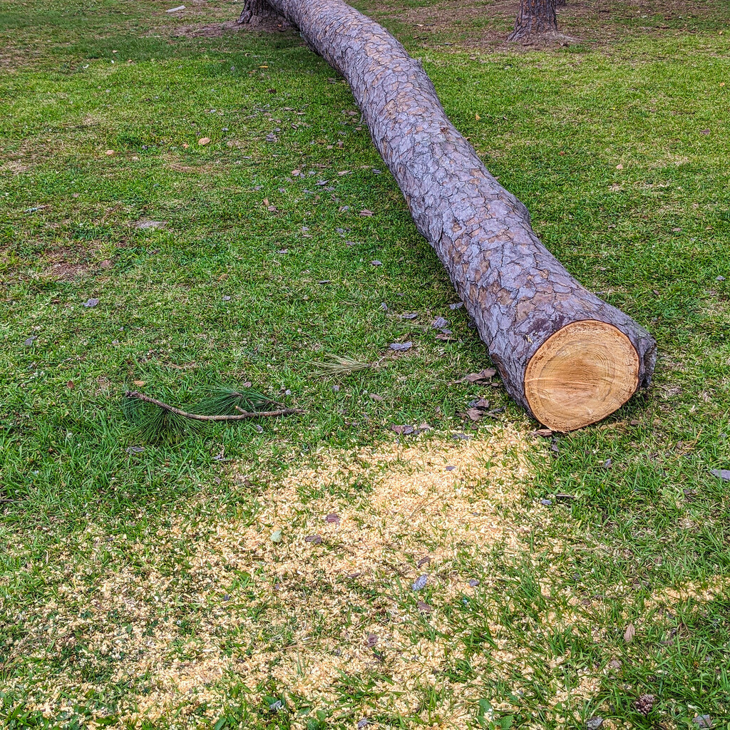 Photo of a cut tree with sawdust