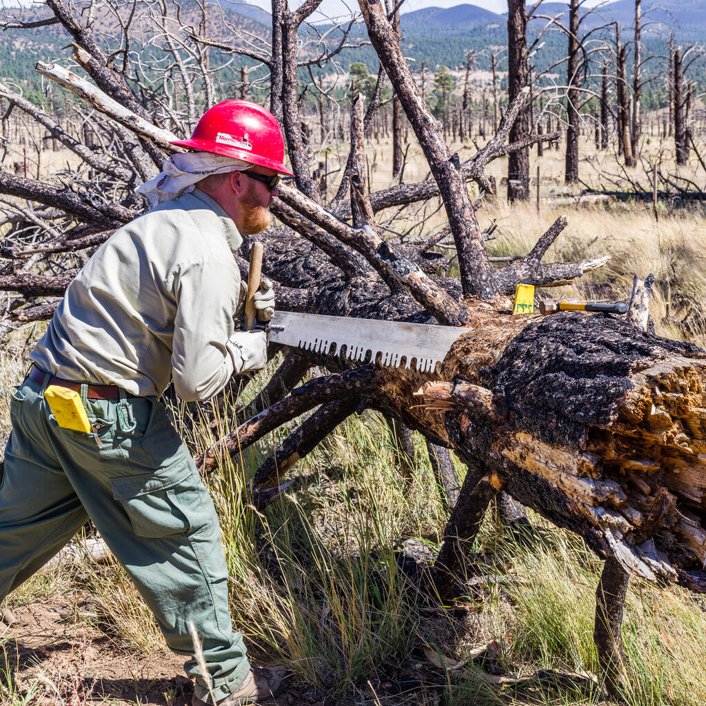 Photo of a man cutting up a tree