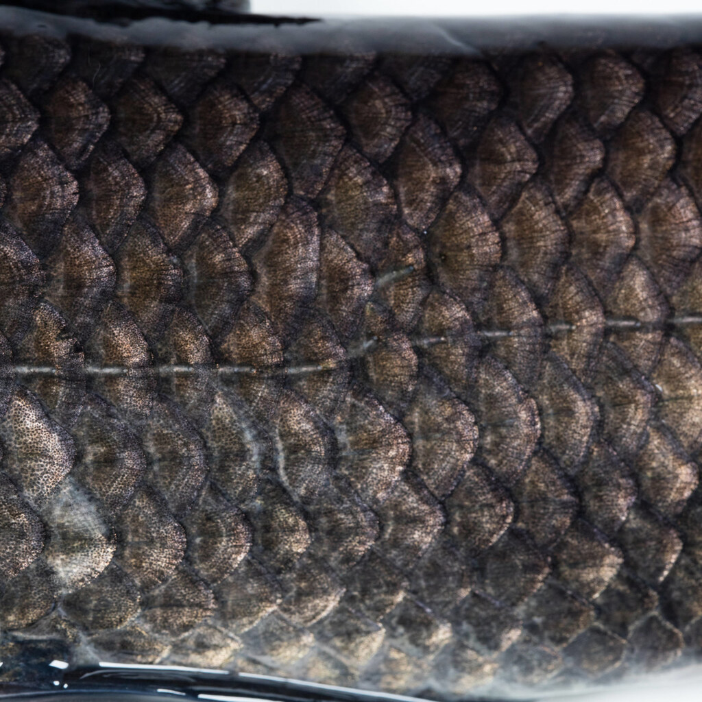 Photo of fish scales