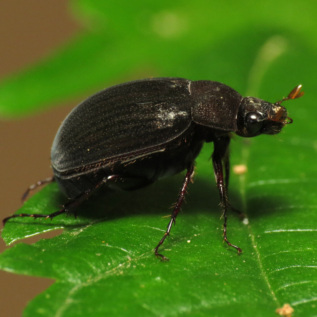 Photo of a scarab beetle