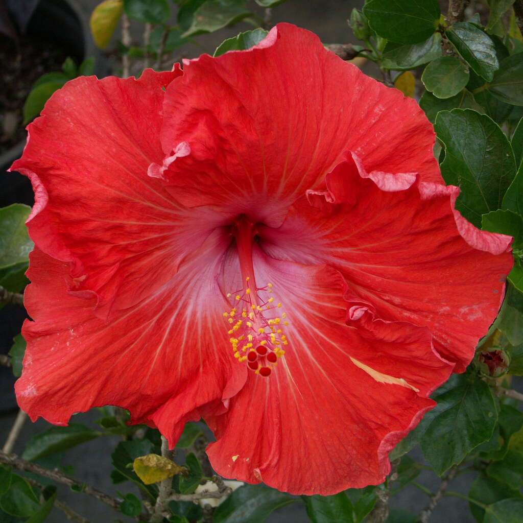 Photo of a scarlet flower
