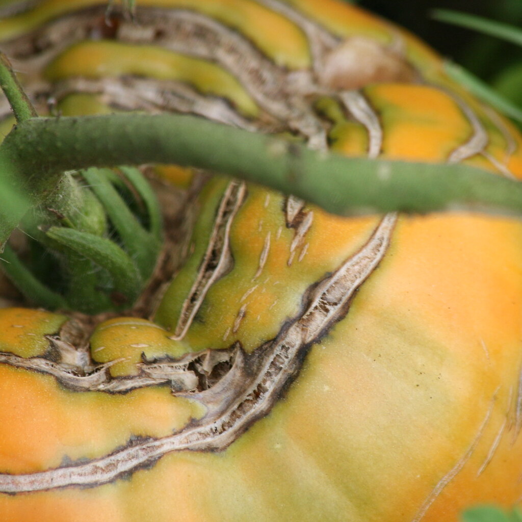 Photo of a scarred tomato