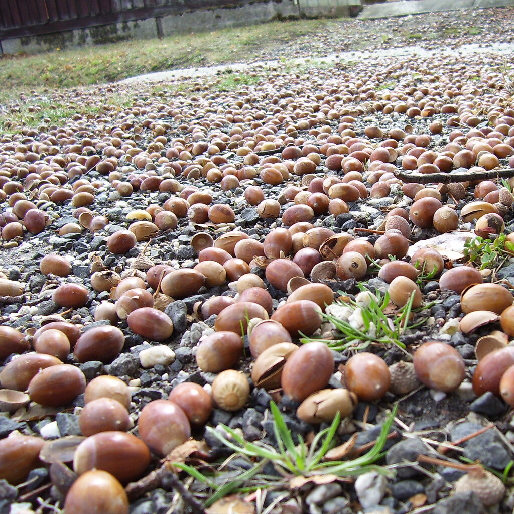 Photo of scattered acorns