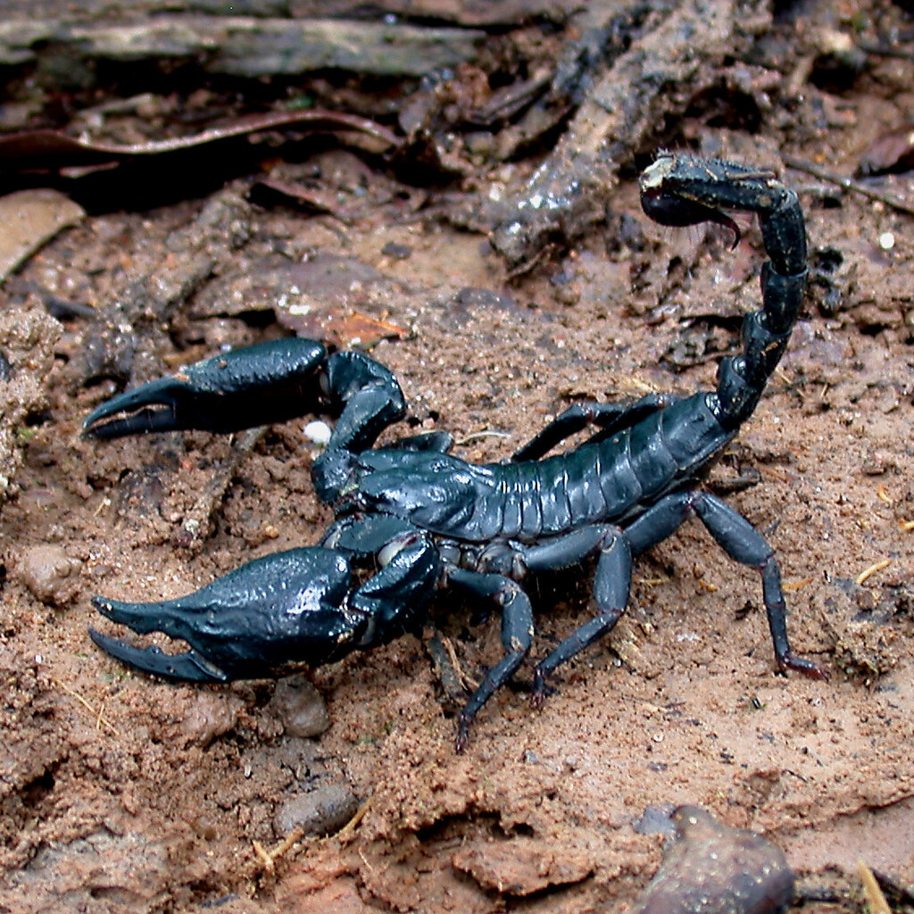 Photo of a scorpion