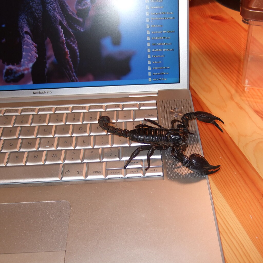 Photo of a scorpion