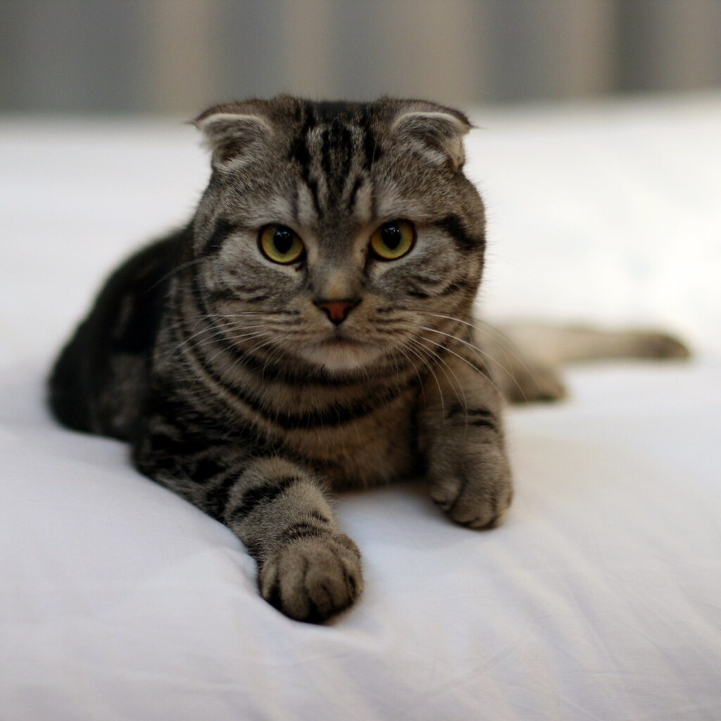 Photo of a Scottish Fold