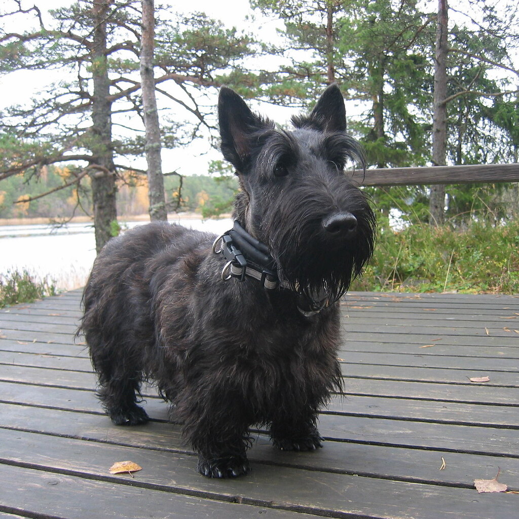Photo of a scottish terrier