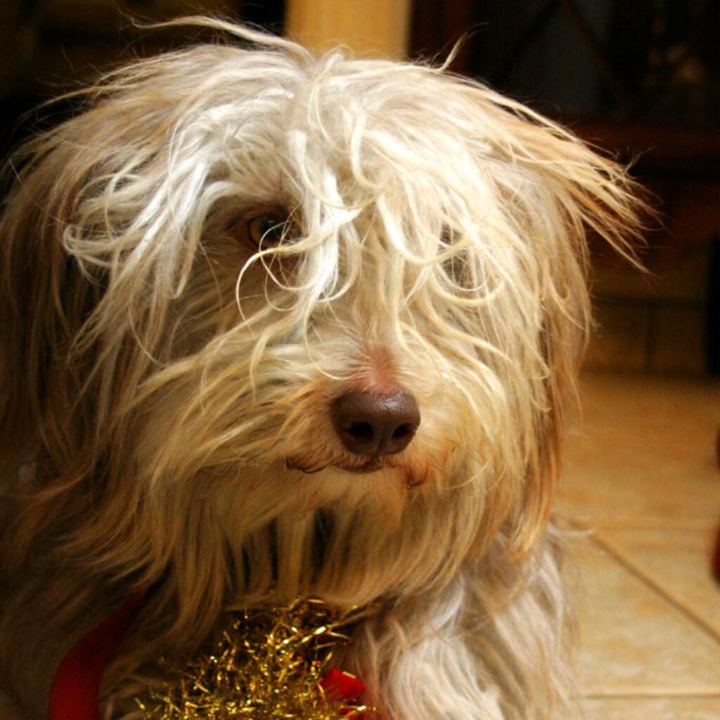 Photo of a scruffy dog