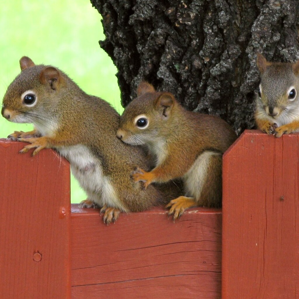 Photo of a group of squirrels