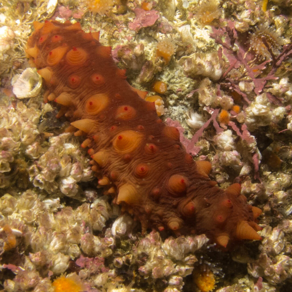 Photo of a sea cucumber