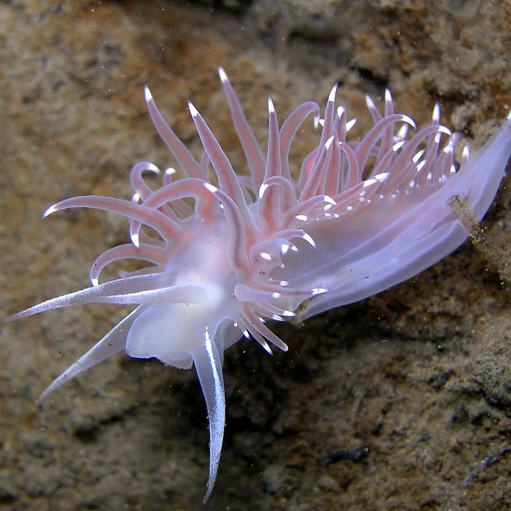 Photo of a nudibranch