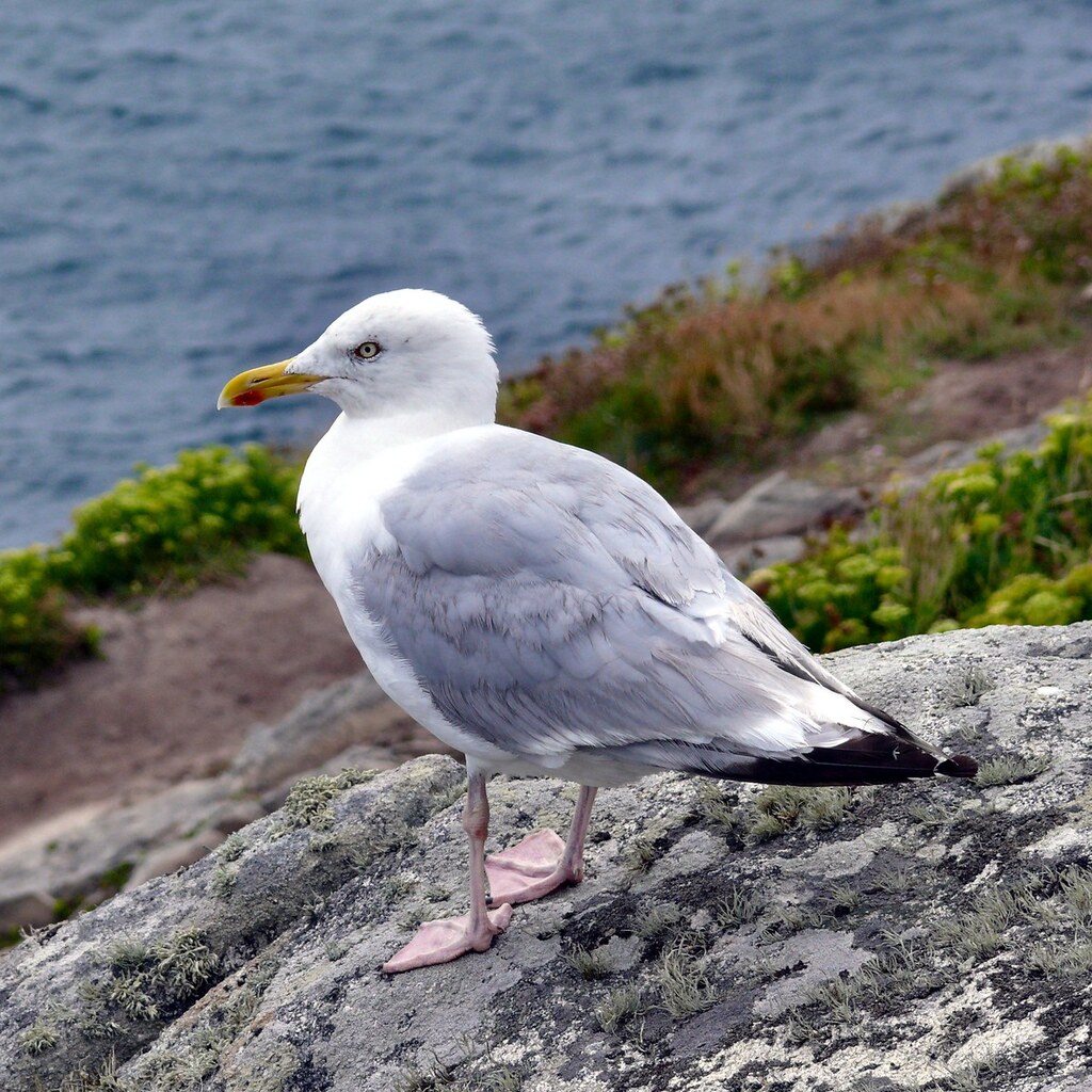 Photo of a seagull
