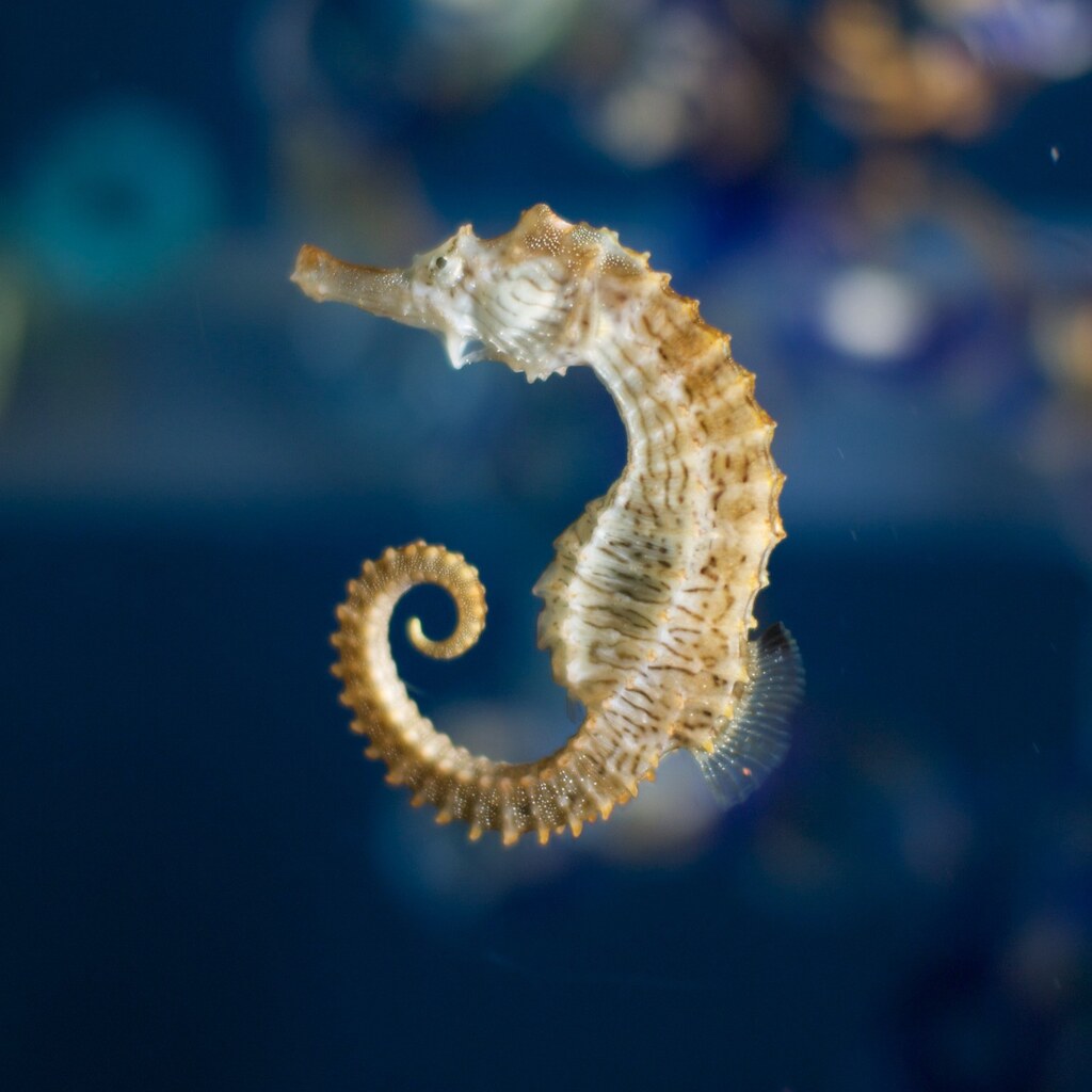 Photo of a seahorse.