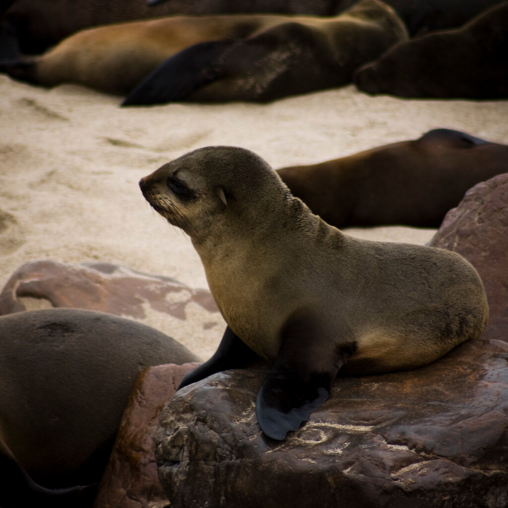 Photo of a seal