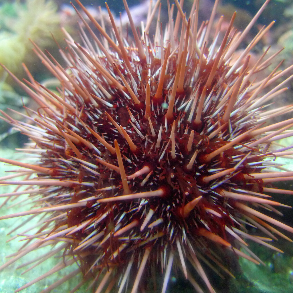Photo of a sea urchin