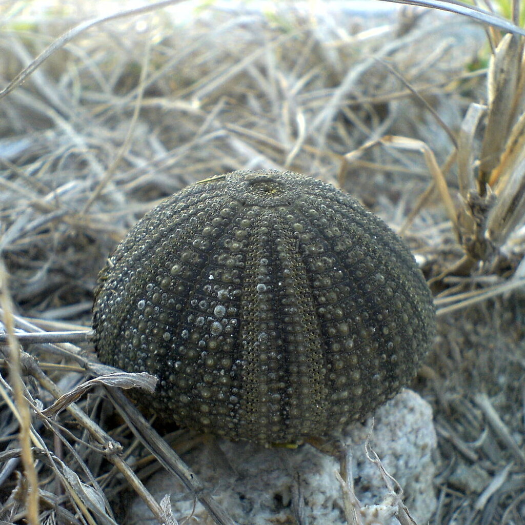 Photo of a sea urchin shell