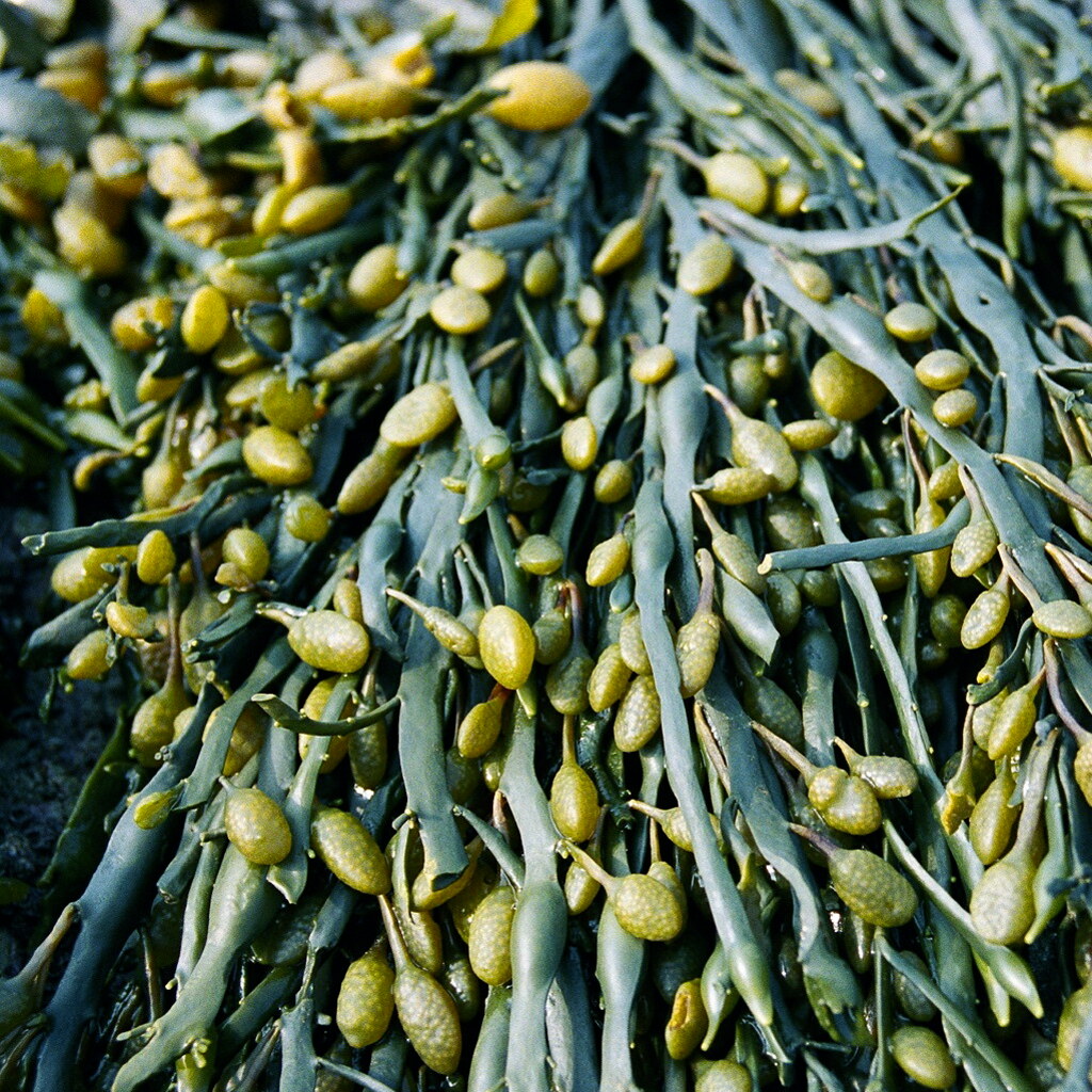 Photo of seaweed