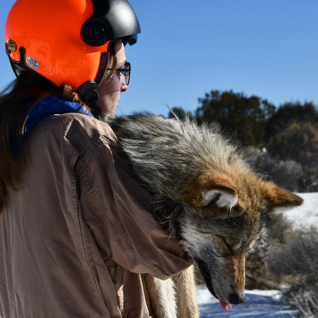 Photo of a sedated wolf