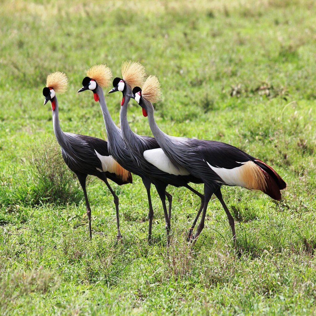 Photo of a group of cranes