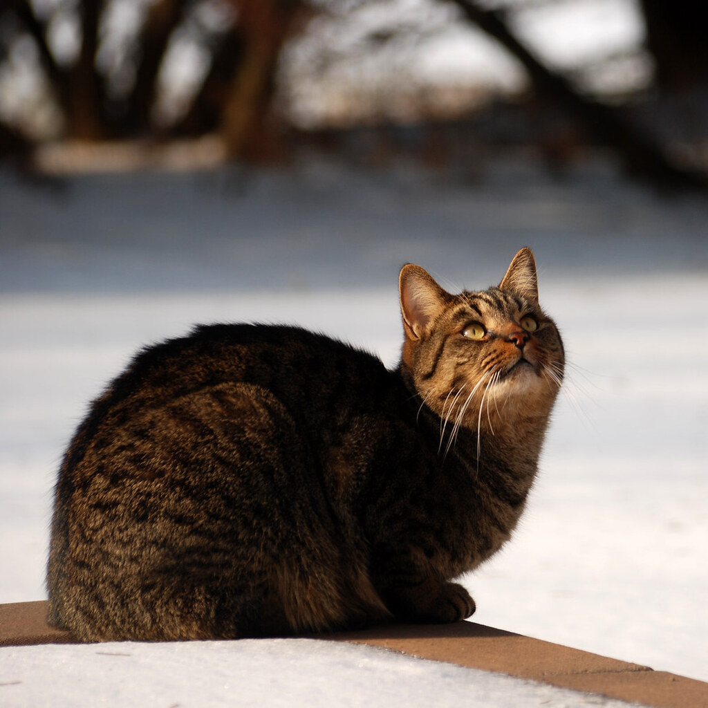 Photo of a cat looking
