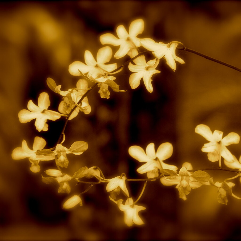 Photo of flowers in sepia