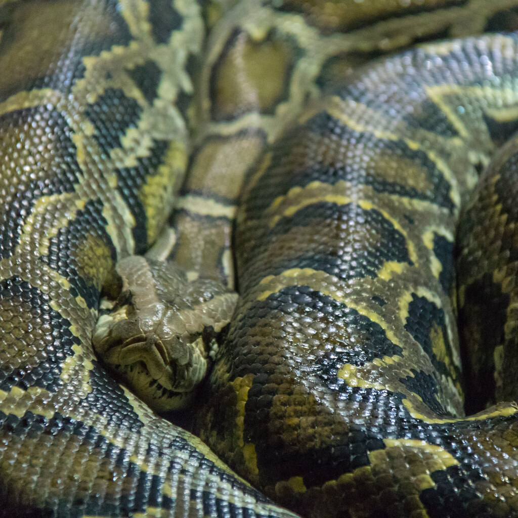 Photo of a snake