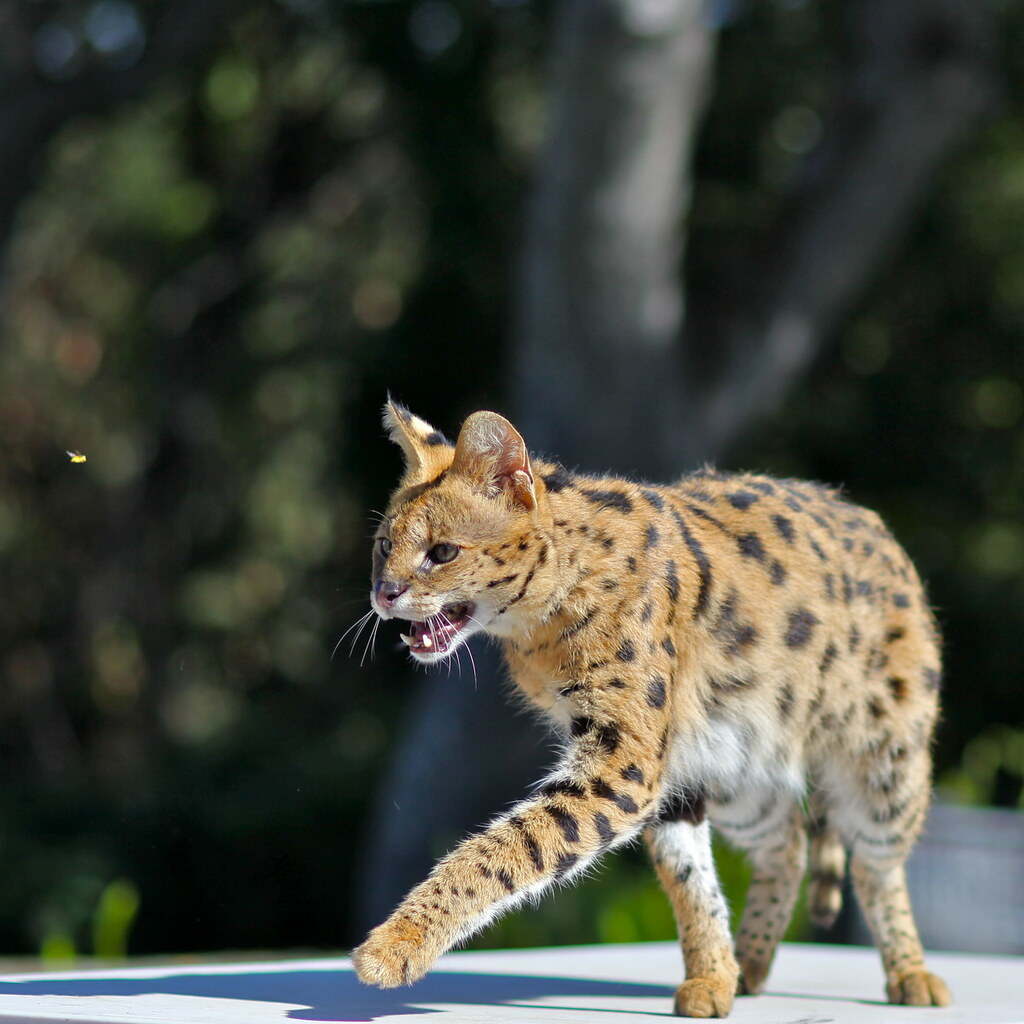 Photo of a serval