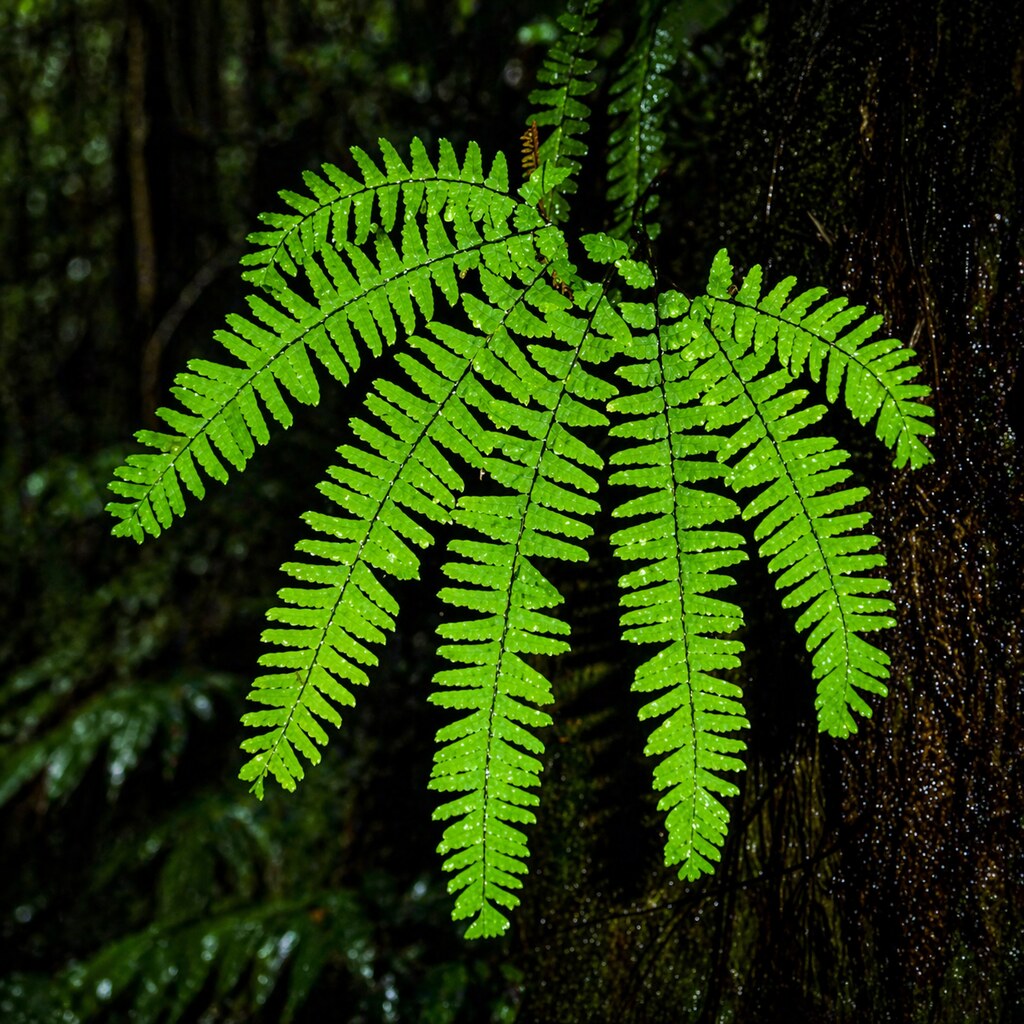 Photo of a fern with seven fronds.