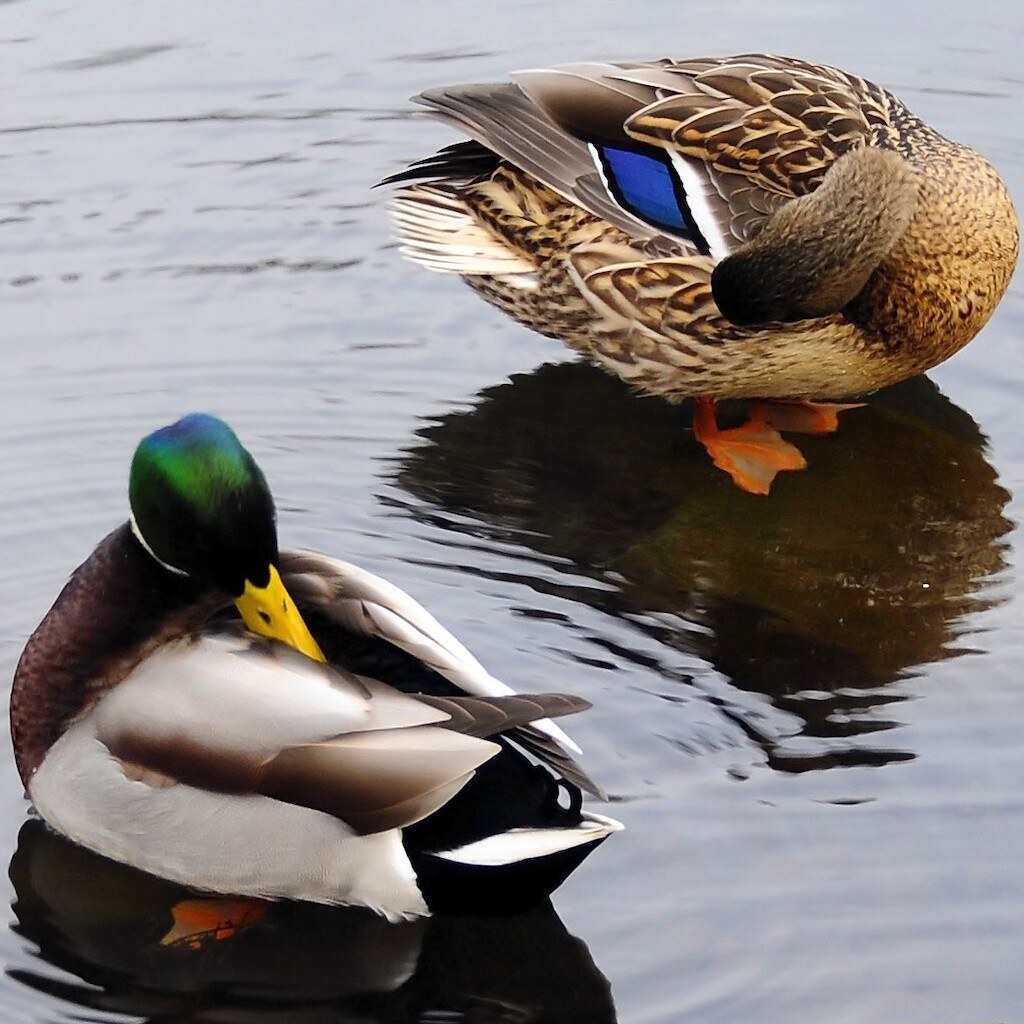 Photo of a male and female duck