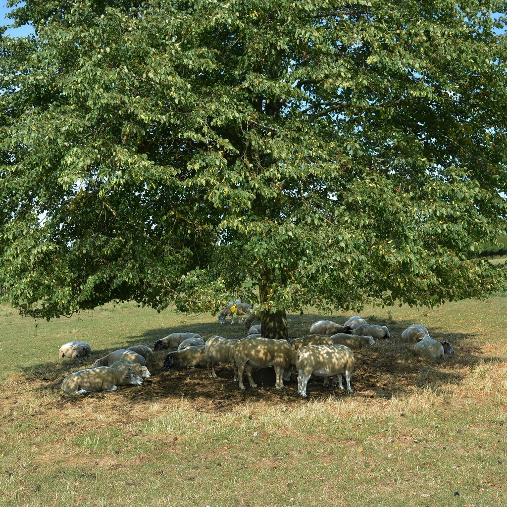 Photo of sheep in the shade